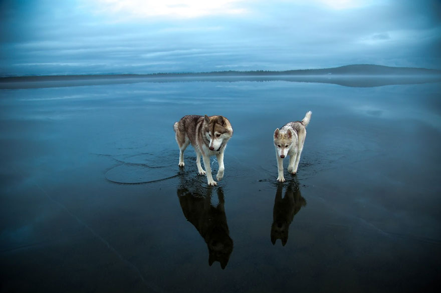 fotos-perros-husky-lago-helado-fox-grom (9)