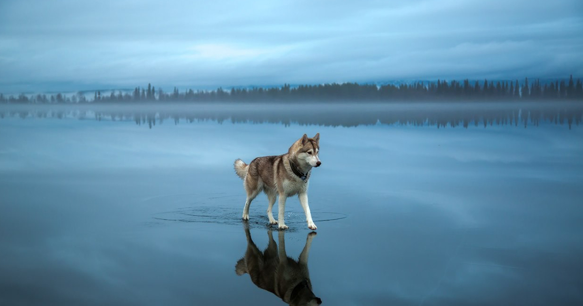 fotos-perros-husky-lago-helado-fox-grom-fb.jpg