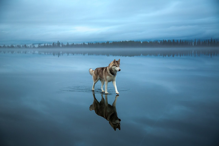 Mágicas fotos de perros husky jugando sobre un lago helado en el Círculo Polar Ártico