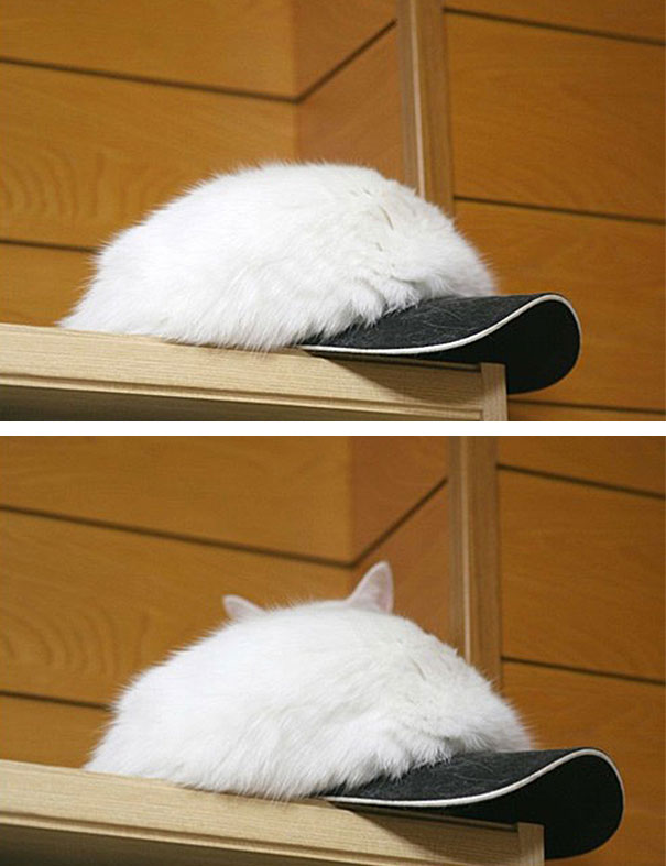 gatos-camuflados (1)
