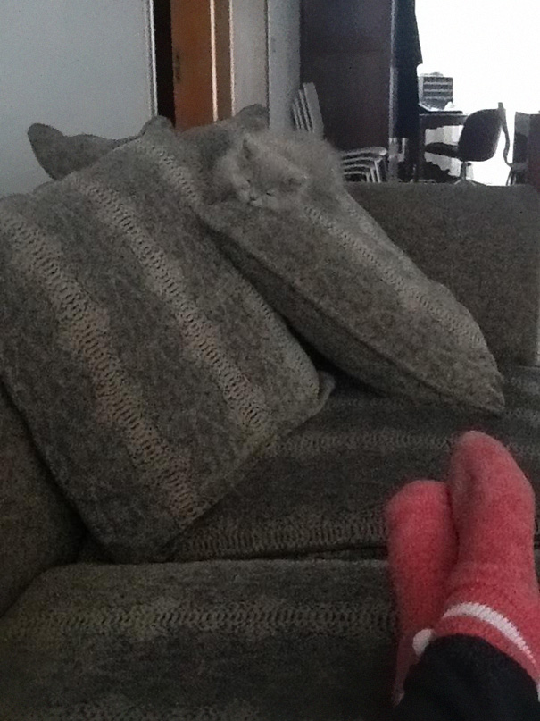 gatos-camuflados (10)