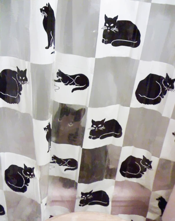 gatos-camuflados (13)