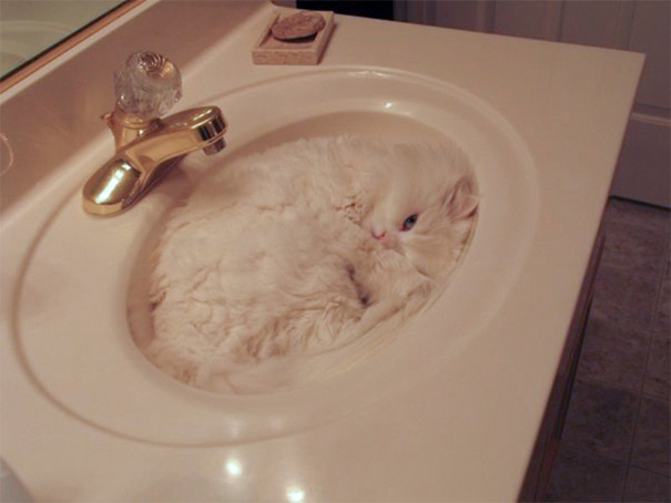 gatos-camuflados (8)
