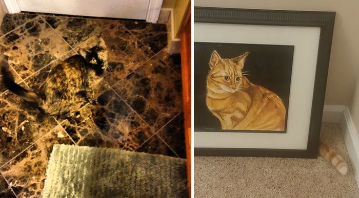 25 Gatos camuflados que siempre ganan al escondite
