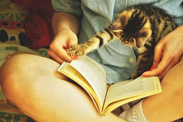 gatos-contra-lectura (16)