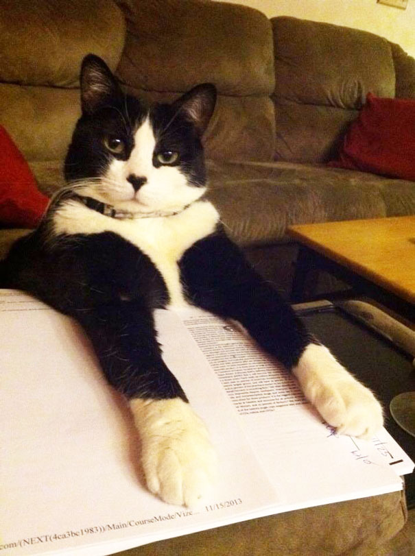gatos-contra-lectura (18)