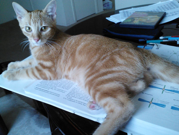 gatos-contra-lectura (20)