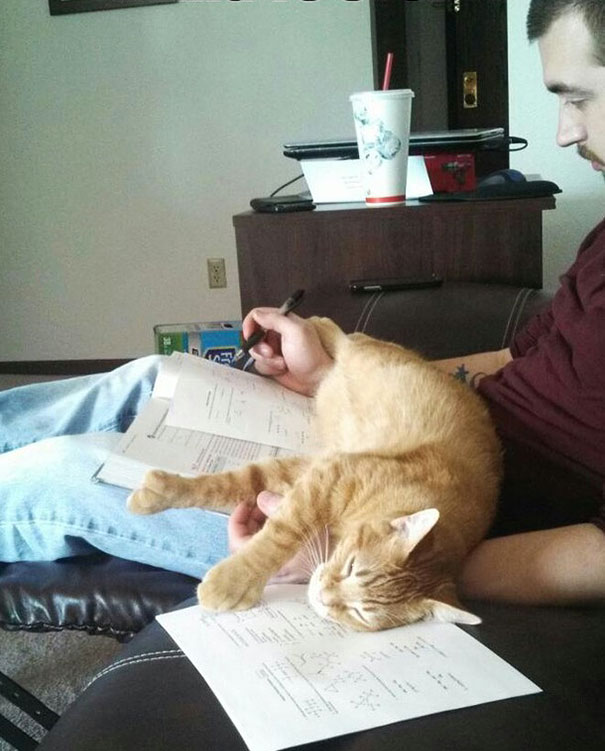 gatos-contra-lectura (21)