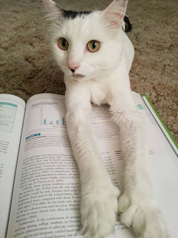 gatos-contra-lectura (25)
