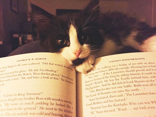 gatos-contra-lectura (3)