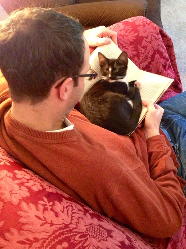 gatos-contra-lectura (4)