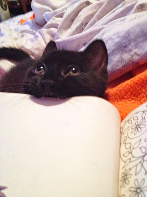 gatos-contra-lectura (7)