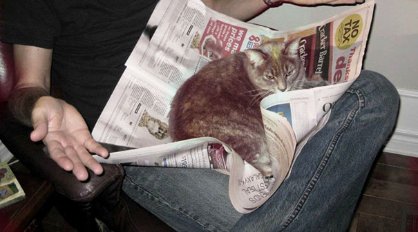 gatos-contra-lectura (9)