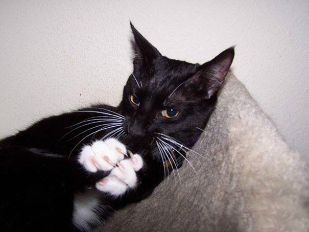 gatos-malvados-planean-asesinato (12)