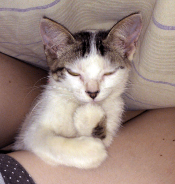 gatos-malvados-planean-asesinato (14)