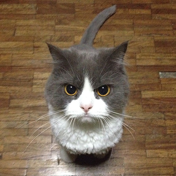 gatos-malvados-planean-asesinato (16)