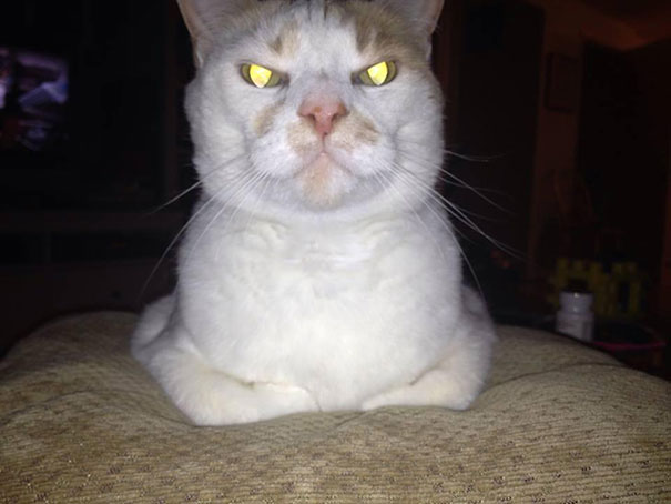 gatos-malvados-planean-asesinato (20)