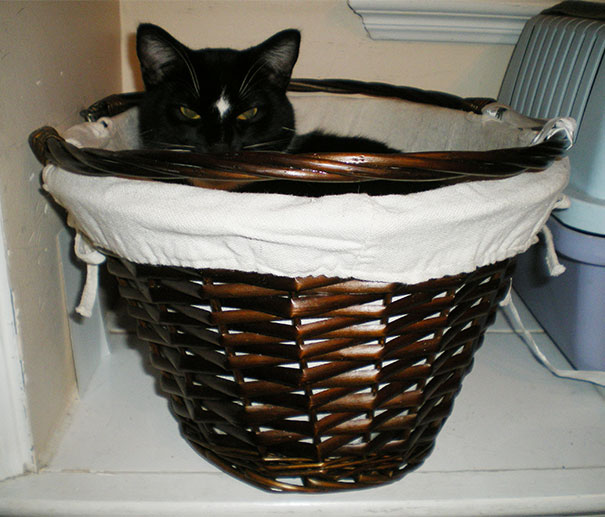 gatos-malvados-planean-asesinato (24)