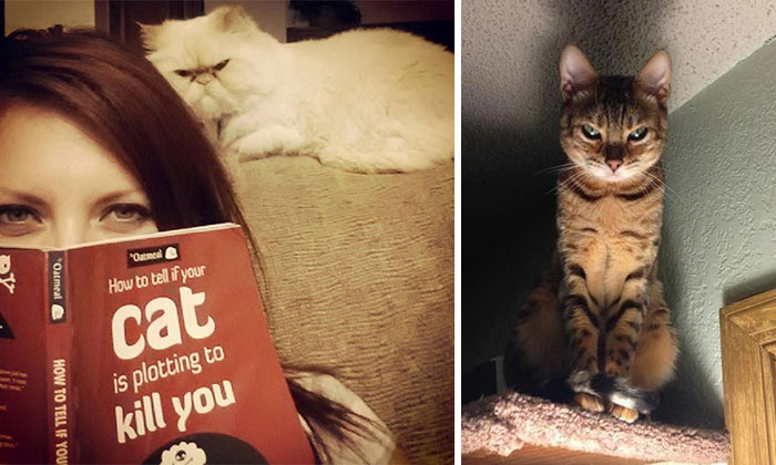 25 Gatos que planean tu muerte en secreto
