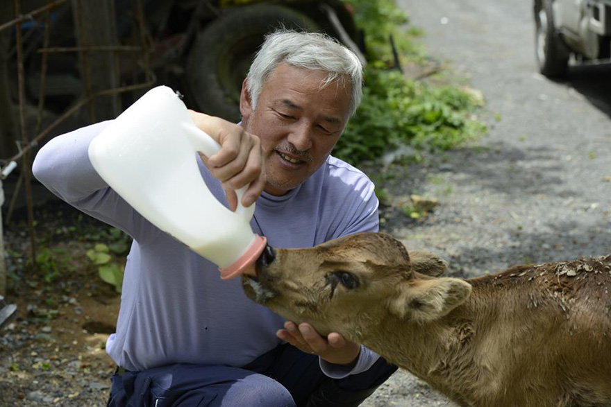 guardian-fukushima-abandoned-animals-naoto-matsumura (1)