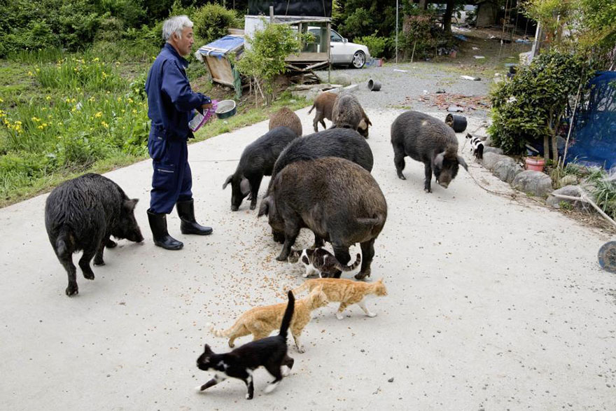 guardian-fukushima-abandoned-animals-naoto-matsumura (10)