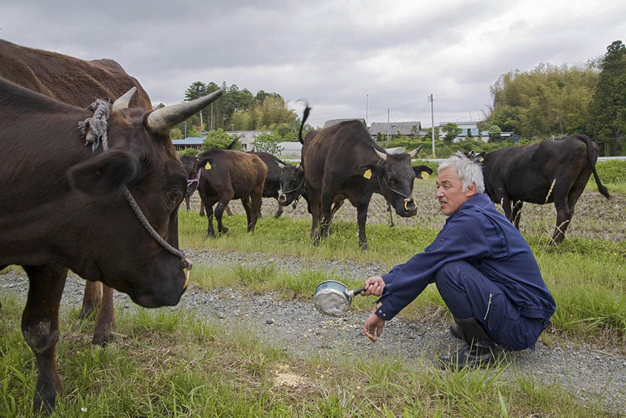 guardian-fukushima-abandoned-animals-naoto-matsumura (2)