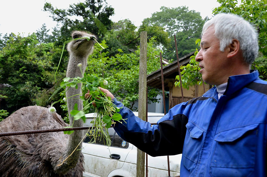 guardian-fukushima-abandoned-animals-naoto-matsumura (5)