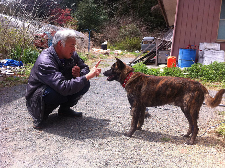 guardian-fukushima-abandoned-animals-naoto-matsumura (6)