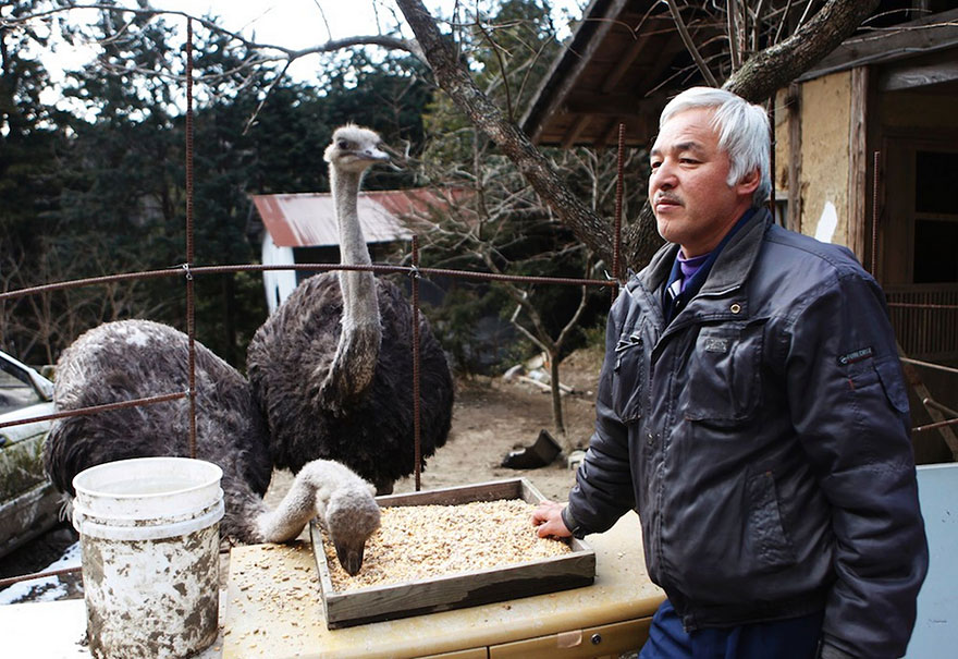 guardian-fukushima-abandoned-animals-naoto-matsumura (7)