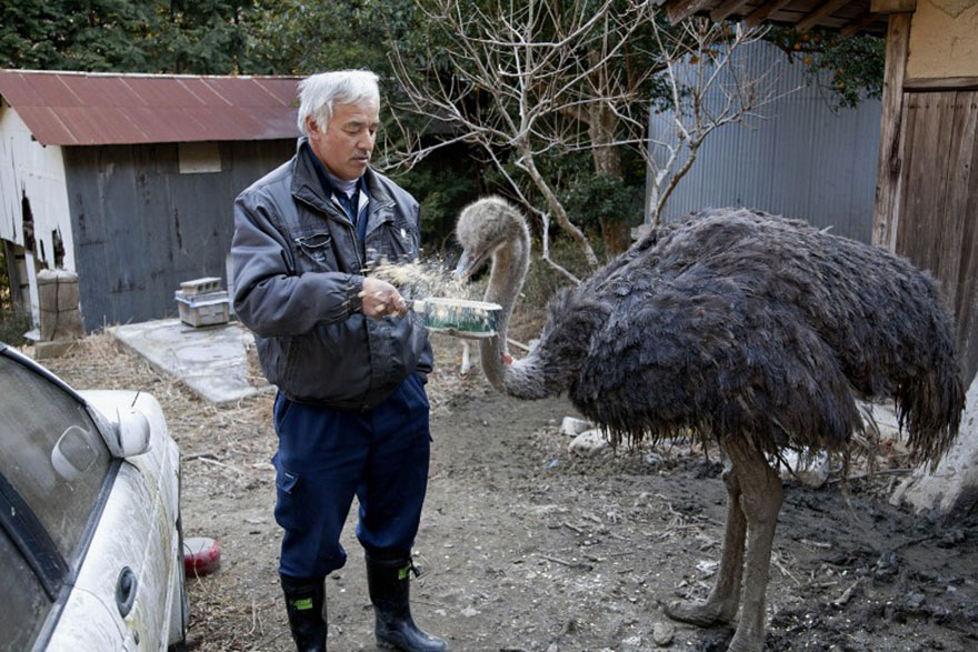 guardian-fukushima-abandoned-animals-naoto-matsumura (8)