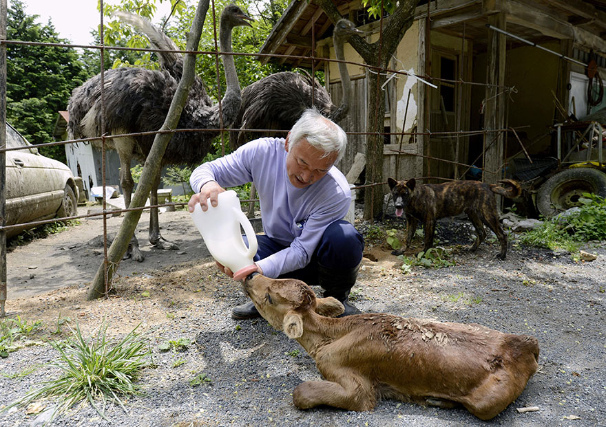 guardian-fukushima-abandoned-animals-naoto-matsumura (9)