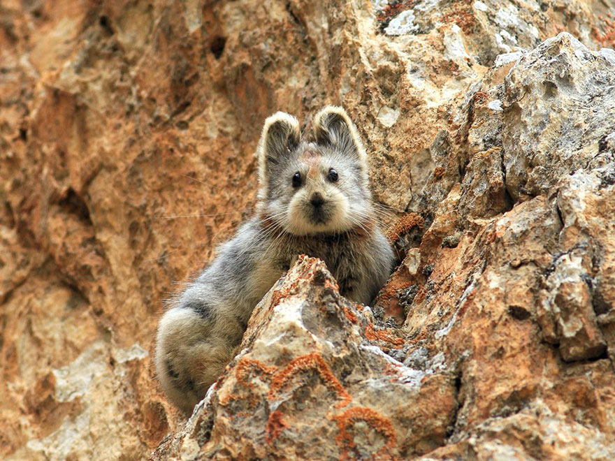 ili-pika-conejo-magico-peligro-extincion-china (1)