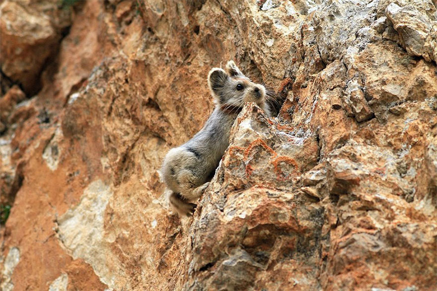 ili-pika-conejo-magico-peligro-extincion-china (3)