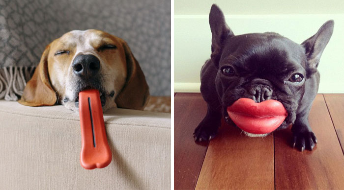 15 Perros que no saben lo graciosos que están con sus juguetes