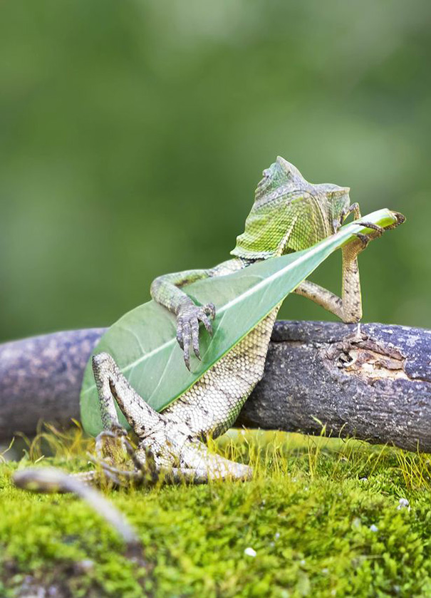 lagarto-tocando-guitarra-hoja-aditya-permana-indonesia (1)