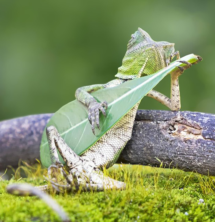 Este lagarto fue pillado tocando una hoja-guitarra en Indonesia