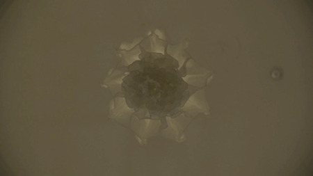 lampara-flor-seda-shylights-studio-drift (1)