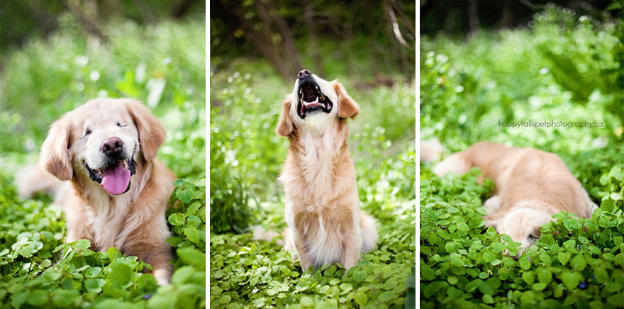 perro-ciego-terapia-smiley-stacey-morrison (2)