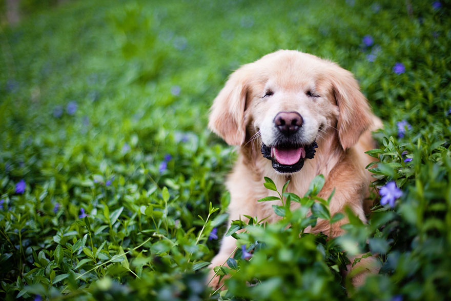 perro-ciego-terapia-smiley-stacey-morrison (3)