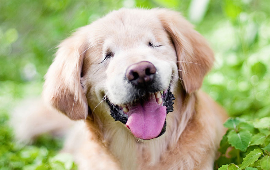 perro-ciego-terapia-smiley-stacey-morrison (4)