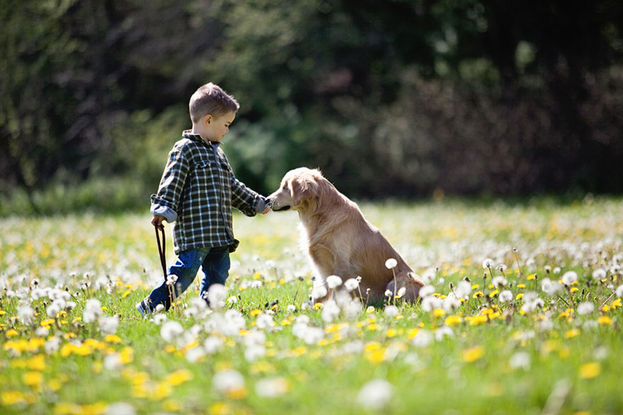 perro-ciego-terapia-smiley-stacey-morrison (5)
