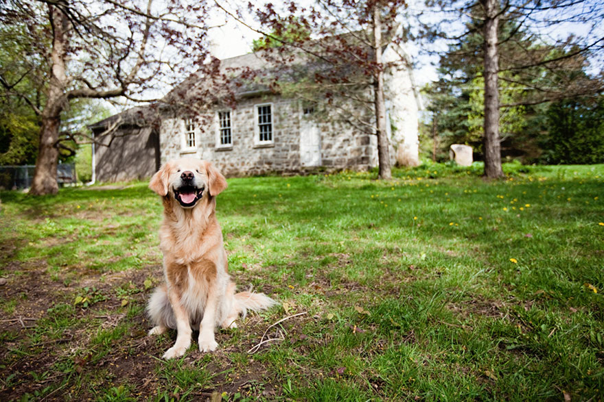 perro-ciego-terapia-smiley-stacey-morrison (7)