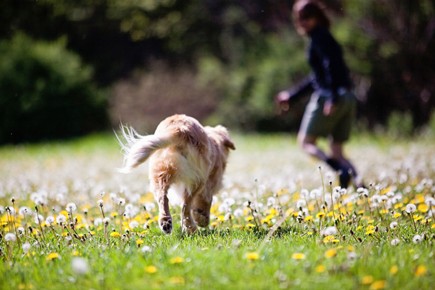 perro-ciego-terapia-smiley-stacey-morrison (9)