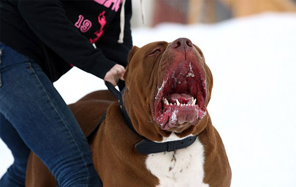 perro-pitbull-gigante-hulk (1)