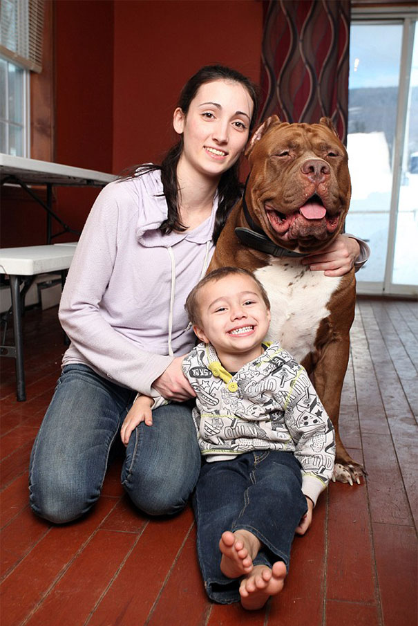 perro-pitbull-gigante-hulk (11)