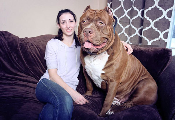 perro-pitbull-gigante-hulk (12)