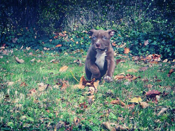 perro-pitbull-gigante-hulk (13)