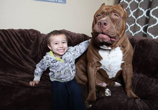 perro-pitbull-gigante-hulk (14)