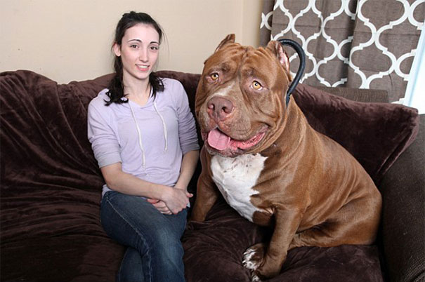 perro-pitbull-gigante-hulk (2)
