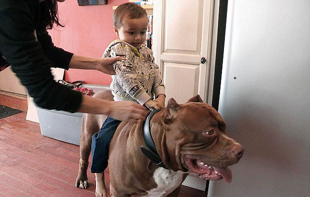 perro-pitbull-gigante-hulk (3)